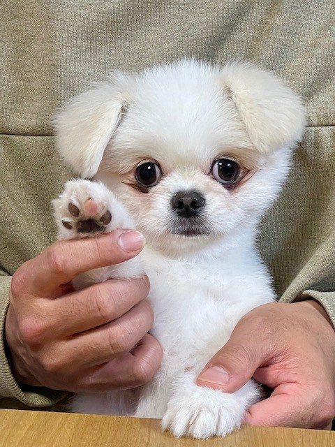 名前が入ります