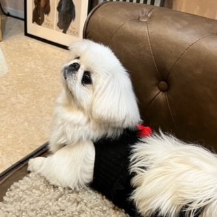 名前が入ります