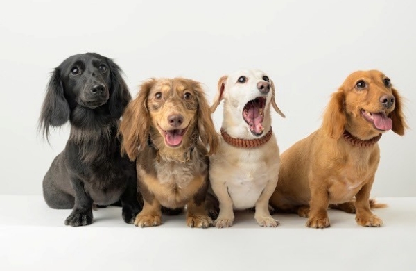DOGS-PRODUCED