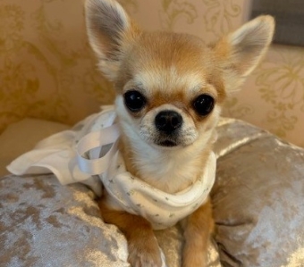 DOGS LIFESTYLE SHOP Konohana Sakuya